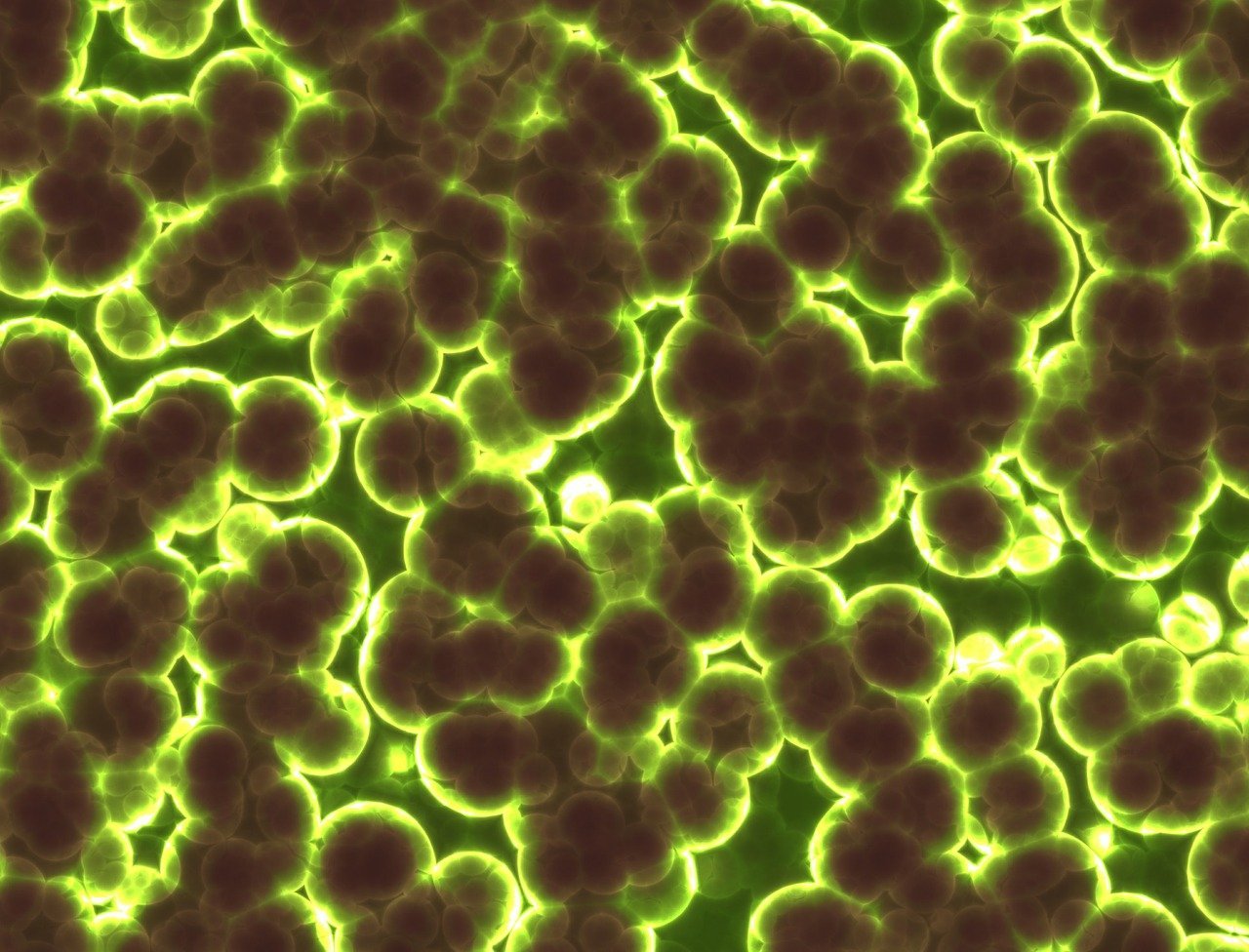 Microbiome Analysis